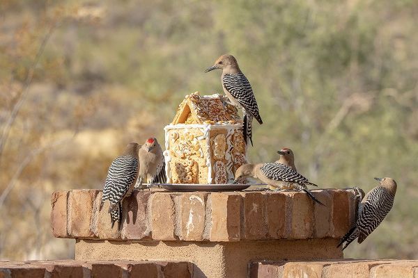 Jaynes Gallery 아티스트의 USA-Arizona-Buckeye-Gila woodpeckers and house made with bird seed and suet작품입니다.